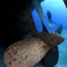 wreck_kittiwake_gc_v_0060_cay3483.jpg